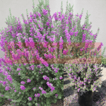 Leucophyllum Compacta 5 Gallon Texas Ranger Lavender Live Plant Bushes Plants