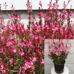 Gaura Dwarf Pink Plant 12Packs Of 2Inches Pot Lindheimeri Live Plant Pla