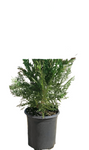 Cup Leylandii Emerald Isle 7 Gallon Leyland Cypress Plant Shrub Live Gr7