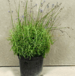 Lavandula Ang Munstead Plant Angustifolia English Lavender 1 Gallon Live Plant Shrub Gr7