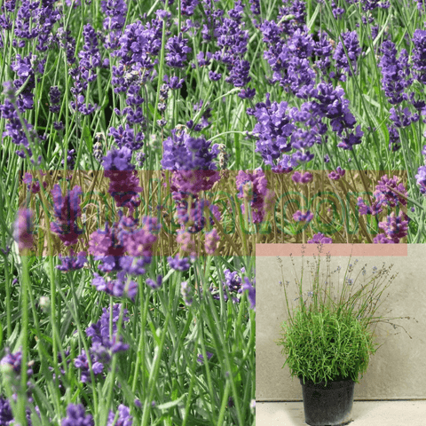 Lavandula Angust Munstead 1 Gallon Plant Angustifolia English Lavender Live Plant Shrub