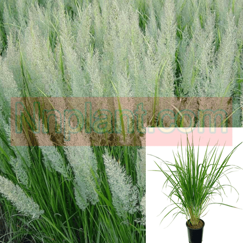 Calamagrostis Brachytricha 5Gallon Korean Feather Reed Plant Grass Outdoor Live Plant Mr7