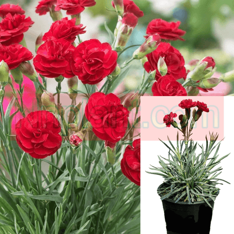 Dianthus Passion Plant 12Packs Of 2Inches Pot Carnation Red Live Plant Ground Cover Rea