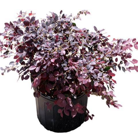 Loropetalum Chinensis Blush 5Gallon Chinese Fringe Purple Flower 5Gallon Live Plant Mr7