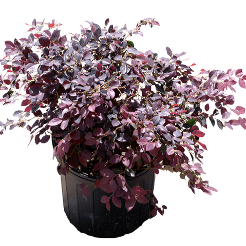 Loropetalum Chinese Chang Nian Hong 5Gallon Purple Flower Chinese Fringe Dwarf Bush Live Plant Gg7