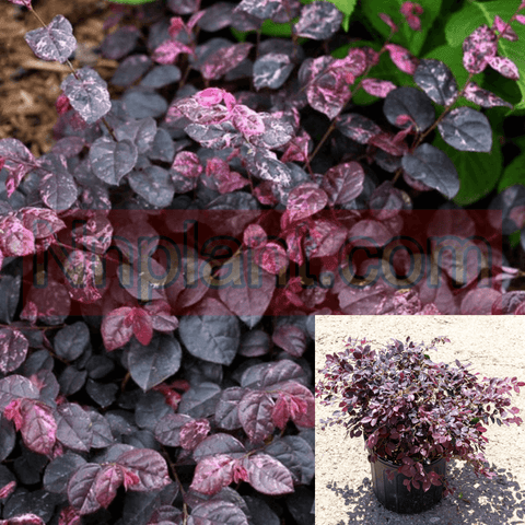 Loropetalum Chinese Chang Nian Hong 5Gallon Purple Flower Chinese Fringe Dwarf Bush Live Plant Gg7
