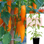 Pepper Shipkas Chili Peppers Plant 1 Gallon Capsicum Annuum Shipkas Orange Live Plant Pv7Ht7 Best