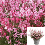 Gaura Belleza Light Pink 1 Gallon Pot Lindheimer Plant Perennial Live Plant Gr7