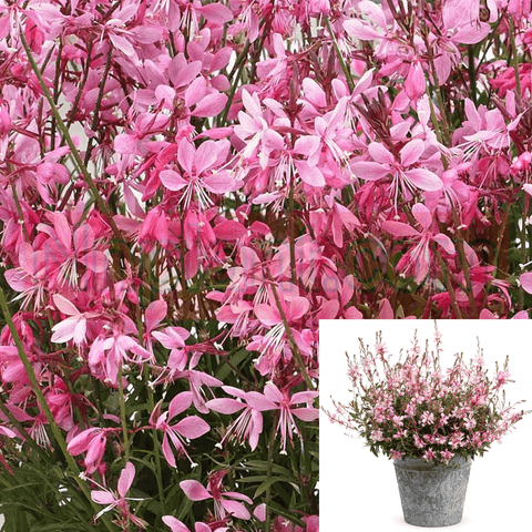 Gaura Belleza Light Pink 1 Gallon Pot Lindheimer Plant Perennial Live Plant Gr7