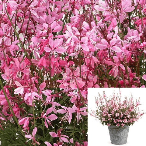 Gaura Belleza Light Pink 1Gallon Pot Lindheimer Pink Plant Perennial Live Plant Gr7