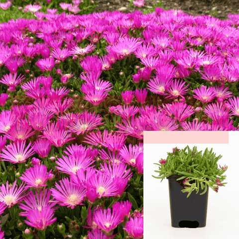 Ice Plant Floribunda Pink Lampranthus Spectabilis 2Inches Hardy Trailing Live Plant 6 Packs Of 2In Pot Ht7