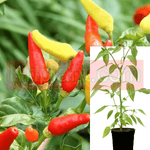 Pepper Tabasco Peppers Chili Plant 1 Gallon Capsicum Frutescens Pepper Live Plant Ht7