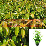 Xylosma Compacta 5Gallon Xylosma Compactum Compacta Congestum Plant Compacta Shiny Xylosma Live Plant Gr7Ht7