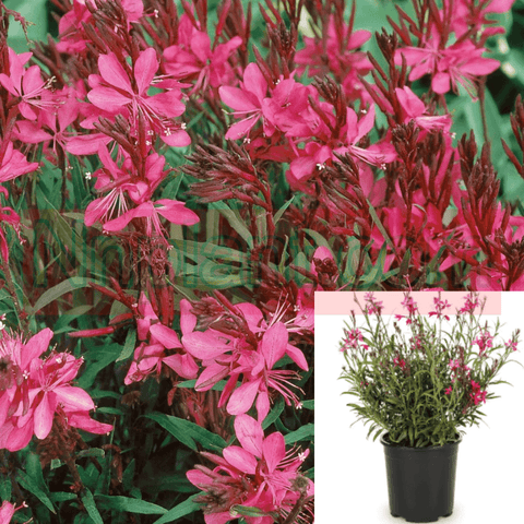 Gaura Belleza Dark Pink 1Gallon Pot Lindheimer Pink Plant Perennial Live Plant Gr7
