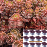 Sedum Dragons Blood Plant 6Packs Of 2Inches Pot Sixpacks Caucasian Stonecrop Red Burgundy Live Plant Ground Ht7