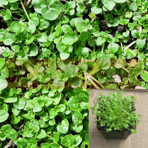 Mint Corsican Plant 12Packs Of 2Inches Pot Mentha Requenii Plant Ground Covering Live Plant