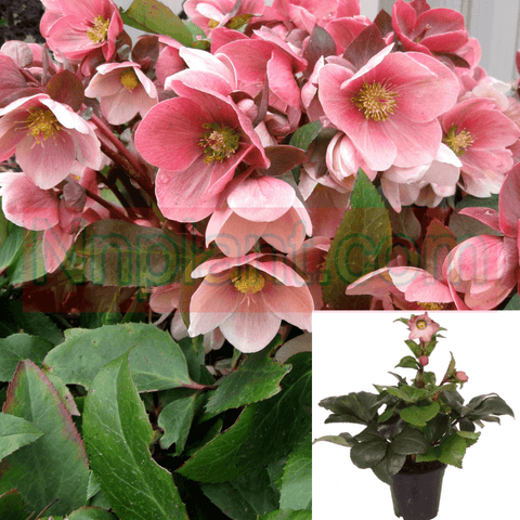 Helleborus Ice Roses Rose 2 Gallon Pot Hellebore Plant Flower Pink Live Plant Hotsale Fr7