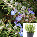 Rosmarinus Prostratus Plant 6Packs Of 2Inches Pot Creeping Rosemary Live Plant Ground Cover