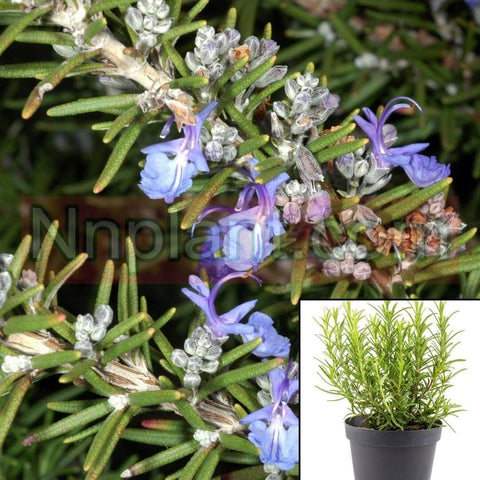 Rosmarinus Prostratus Plant 6Packs Of 2Inches Pot Creeping Rosemary Live Plant Ground Cover