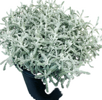 Santolina Chamaecyparissus Nan 1 Gallon Cotton Lavender Live Plant Ground Cover Gr7