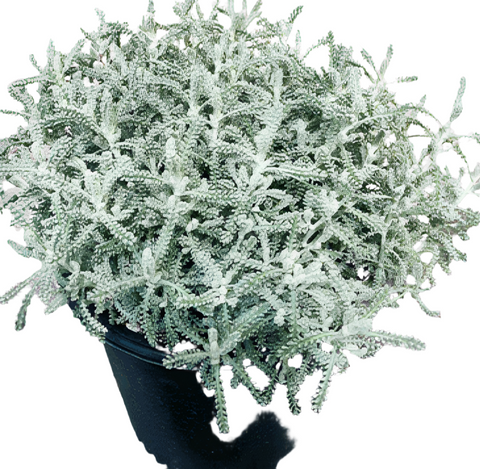 Santolina Chamaecyparissus Nan 1Gallon Cotton Lavender Live Plant Ground Covering Live Plant Gr7