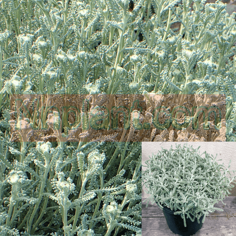 Santolina Chamaecyparissus 1Quart Pot Cotton Lavender Live Plant Ground Covering Live Plantmr7