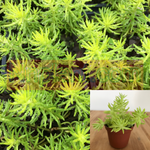 Sedum Succulent Rupestre Angelina Plant 6Packs Of 2Inches Pot Stonecrop Live Plant Best Ht7