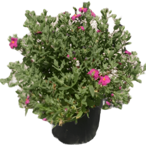 Outdoor- All Plants – NNplant