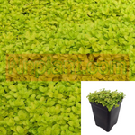 Veronica Repens Green Plant 12Packs Of 2Inches Pot Twelvepacks Creeping Speedwell Live Plant Ground Cover