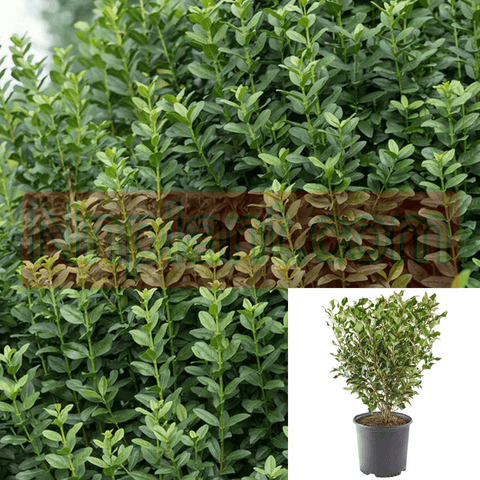 Ligustrum Vulgare Lodense 5 Gallon Fe Straight Talkprivet Plant Shrub Outdoor Live Plant Ho7