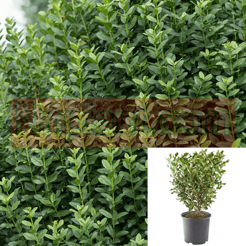 Ligustrum Vulgare Cheyenne 5Gallon Ligustrum Fe Straight Talkprivet Plant Shrub Outdoor Live Plant Ho7