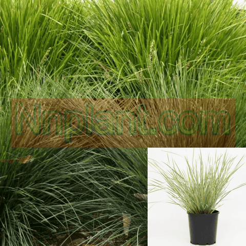 Lomandra Conf Del Sol 1 Gallon Pot Longifolia Breeze Plant Grass Live Plant Ho7