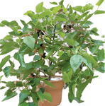 Morus Alba Fruitless 5Gallon Pot White Mulberry Plant Shrub Outdoor Live Plant Ho7