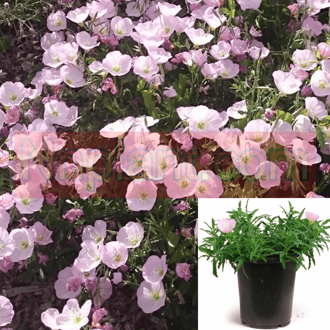 Oenothera Berlandi Twilight 1Gallon Pot Plant Siskiyou Evening Primrose Pink Plant Flower Live Plant Gr7