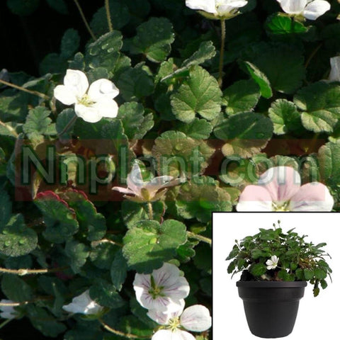 Erodium Album Plant 12 Packs Of 2Inches Cranesbill White Plant Alpine Geranium Erodium Pot Live Plant Ground Covering