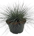 Festuca Ovina Elijah Blue 1Quart Grass Festuca Blue Live Plant Mr7