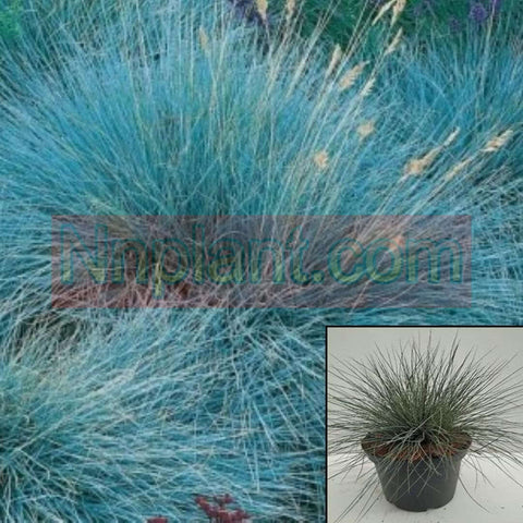 Festuca Ovina Elijah Blue 1Quart Grass Festuca Blue Live Plant Mr7