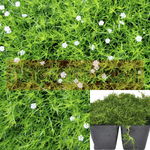 Moss Irish Plant Pearlwort Sagina Subulata Ground Cover Live Plant 6Packs Of 2Inches Pot
