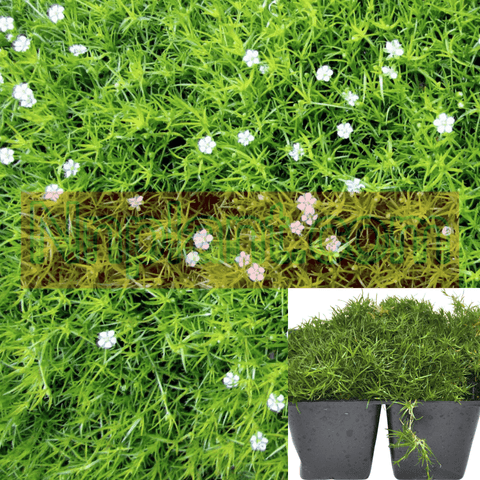 Moss Irish Plant Pearlwort Sagina Subulata Ground Cover Live Plant 6Packs Of 2Inches Pot