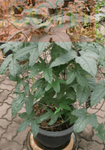 Gac Fruit Plant Momordica Cochinchinensis Spreng Plant Spiny Bitter Cucumber Plant Gac Fruit 5 Gallon Ht7 Live Plant