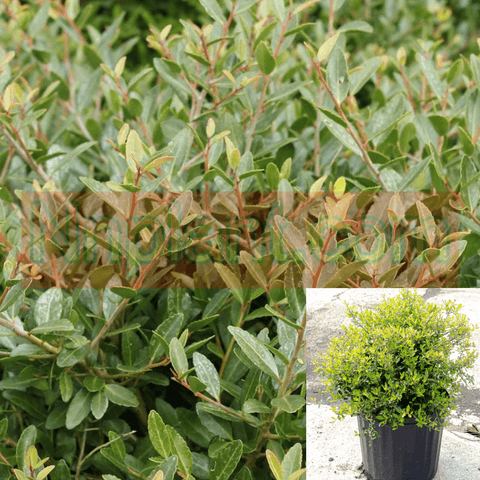 Ilex Nana 5 Gallon Dwarf Vomitoria Yaupon Holly Live Plant Fr7