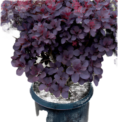 Cotinus Coggygria Royal Purple 1 Gallon Plant Cogg Royal Plant Purple Smoke Tree Live Plant Mr7