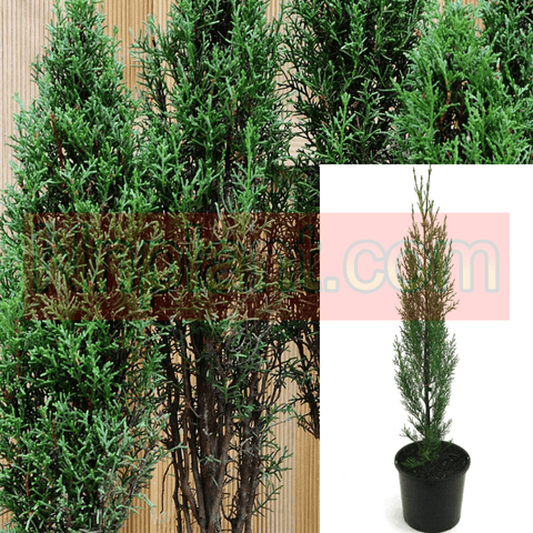 Cupressus Sempervirens Stricta 1Gallon Privacy Live Plant Mr7