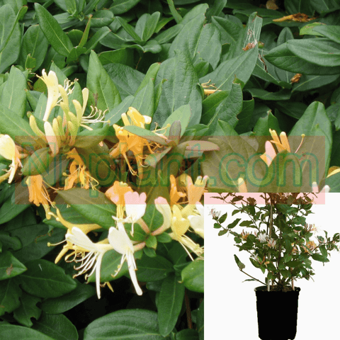 Lonicera Japanese Halliana 1Gallon Hall Honeysuckle Japanese Live Plant Outdoor Mrho7