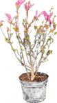 Magnolia Susan Multi 5 Gallon Saucer Magnolia 5 Gallon Outdoor Live Plant Ho7