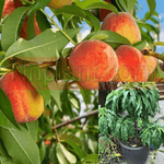 Peach Fruit Tree Super Sweet Red Haven Peach Semi Dwarf Fruit 1 Gallon Ht7 Max 8Ft 10Ft Tall Prunus Persica Redhaven Fruit Live Ht7 Best