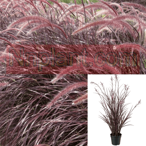 Pennisetum Cupreum Plant Purple Fountain Grass Plant Red Fountain Grass Plant Rose Fountain Grass 1Gallon Outdoor Live Plant Gr7