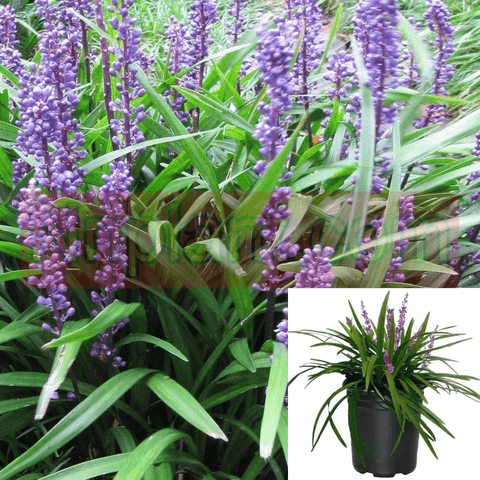 Liriope Big Blue 1Gallon Plant Big Blue Purple Flower Lily Turf Lilyturf Bor Live Plant Gr7