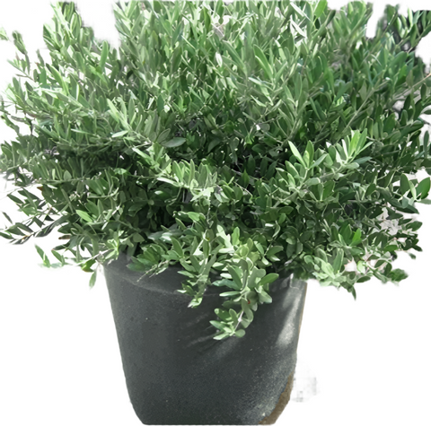 Olea Europaea Petite Olive , Little Ollie Dwarf Olive Olea Europaea Little 1 Gallon GG7