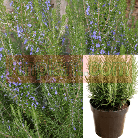 Rosmarinus Off Barbeque 1 Gallon Officinalis Tuscan Blue Plant Upright Rosemary Live Plant Gg7